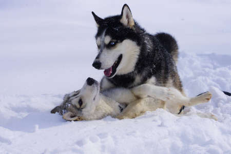 Siberian husky playing on white snow           の写真素材