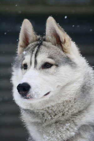 Beautiful Siberian husky