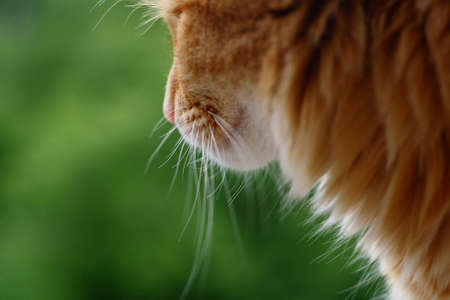 magnificent mustache red fluffy cat on a background of grassの写真素材