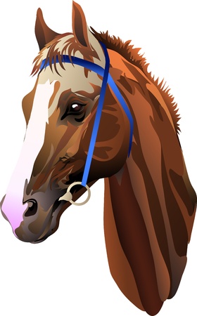 head redhead riding horseのイラスト素材