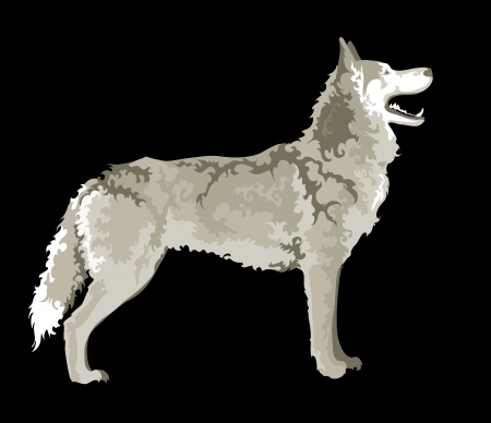 wolf in black backgroundのイラスト素材