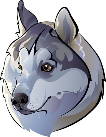 Siberian Huskiesのイラスト素材