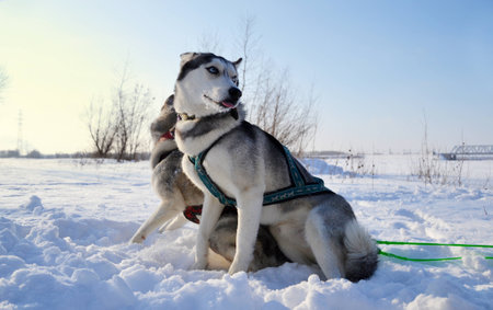 before the raceの写真素材