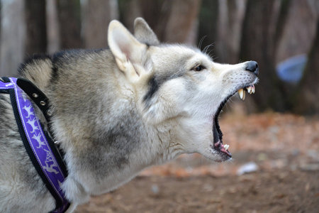 husky attacksの写真素材