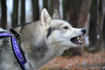 dissatisfied Husky grinの写真素材