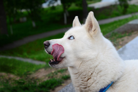 Husky licksの写真素材