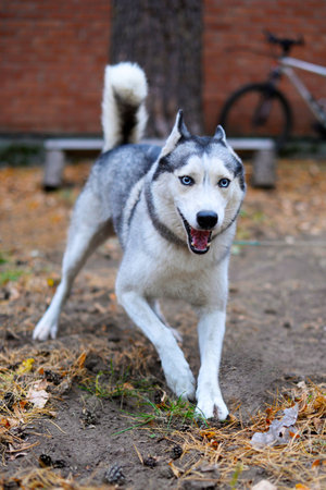 Blue-eyed husky joyfully run to meet
