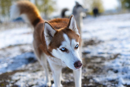 Blue-eyed redhead Huskies incredulous looksの写真素材