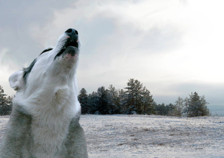 lone wolf crying in the woodsの写真素材