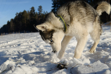 Hunter - plays a young Husky