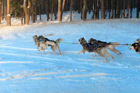 Siberian husky sled runs