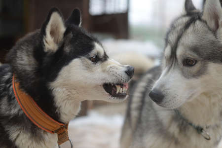 unfortunate acquaintance of two dogs - the good and the evilの写真素材