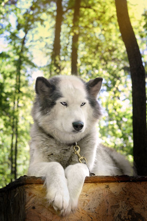 strong, intelligent, a great guard dog lying on the roof of the booth