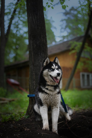Siberian husky sitting in the shade of a tree