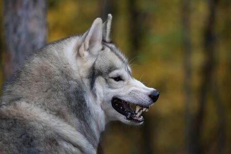 grinning wolf in the autumn forestの写真素材