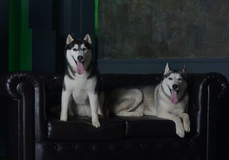two siberian husky breed dogsの写真素材