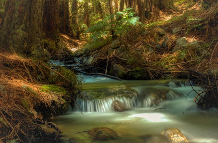 Long exposure of stream in Julia Pfeiffer Burns State Park.