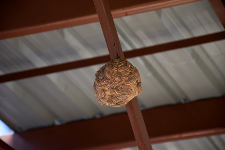 Wasp nest under the roof in house.の写真素材
