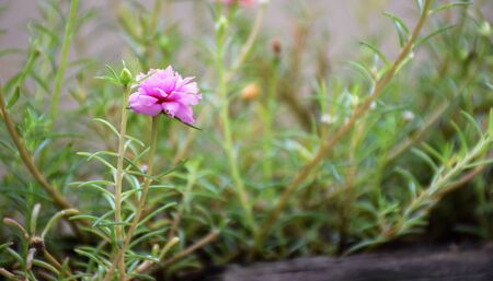 Macro image of pink flower on grass.の写真素材