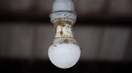 Old dusty light bulb in power off.の写真素材