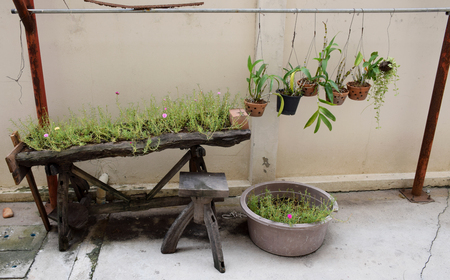 Small garden near wall concrete.の写真素材