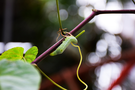 Worm or Caterpillars on branch.の写真素材