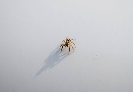 close up spider on white background.の写真素材