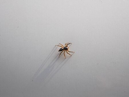 close up spider on white background.の写真素材
