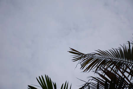leaf against the blue sky background.の写真素材