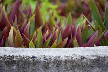 plants on concrete background.の写真素材