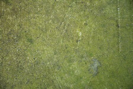 Texture/background of old lichen concrete.の写真素材