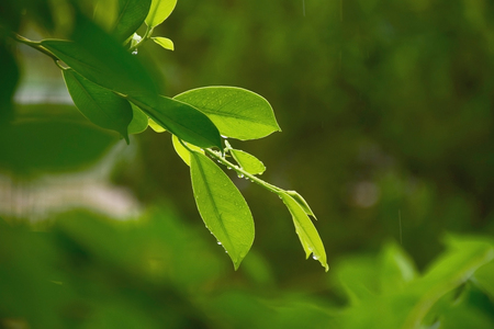 Water drop from leaf on nature background.の写真素材