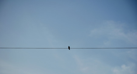 Bird on electric pole against clear sky background. simply composition.の写真素材