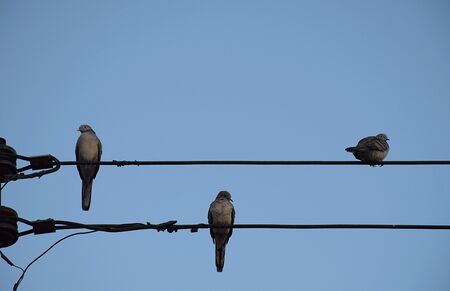 Three Dove bird on power line against clear sky background.の写真素材
