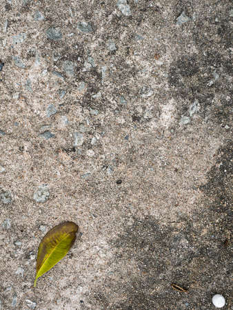 Dry leaf on concrete top view.の写真素材