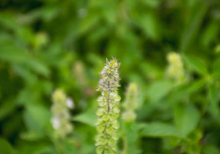 Lemon basil flowers on nature background.の写真素材