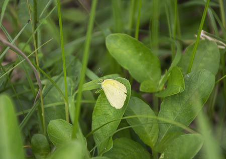 Closeup yellow butterfly on flower.の写真素材