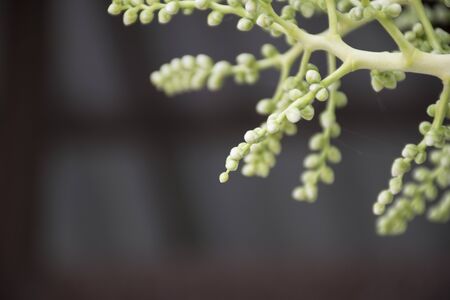 circle ball leaf on green plants.の写真素材