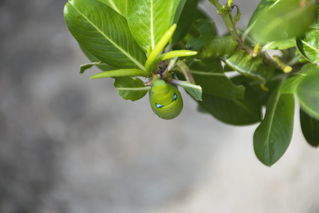 close up green worm on tree.の写真素材
