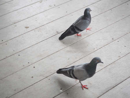 pigeon walk on wood floor. Two birds movement.の写真素材