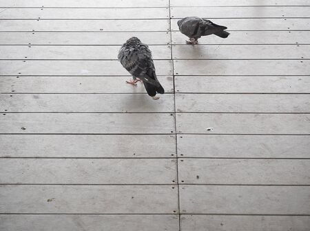 pigeon walk on wood floor. Two birds movement.の写真素材