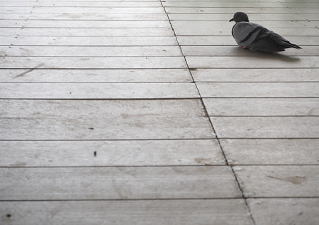 pigeon sit on wood floor.の写真素材