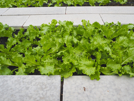 Salad and vegetable garden. Agricultural industry.の写真素材