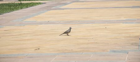 dove on tile floor in Thailand.の写真素材
