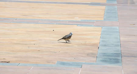 dove on tile floor in Thailand.の写真素材