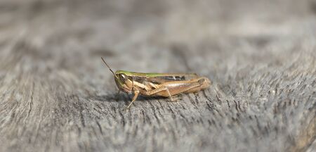 close up grasshopper (Chorthippus albomarginatus) on wood.の写真素材
