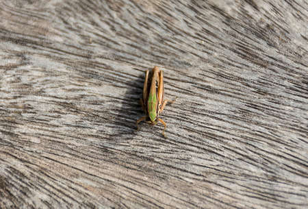 close up grasshopper (Chorthippus albomarginatus) on wood.の写真素材