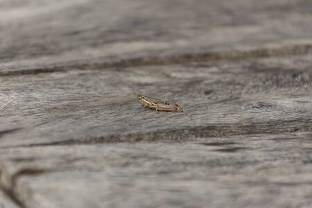 close up grasshopper (Chorthippus albomarginatus) on wood.の写真素材