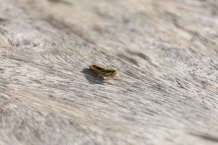 close up grasshopper (Chorthippus albomarginatus) on wood.の写真素材
