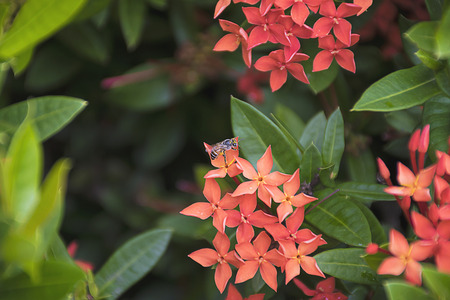 Bee on red spike flower. Ixora Rubiaceae stricta flora in Thailand.の写真素材